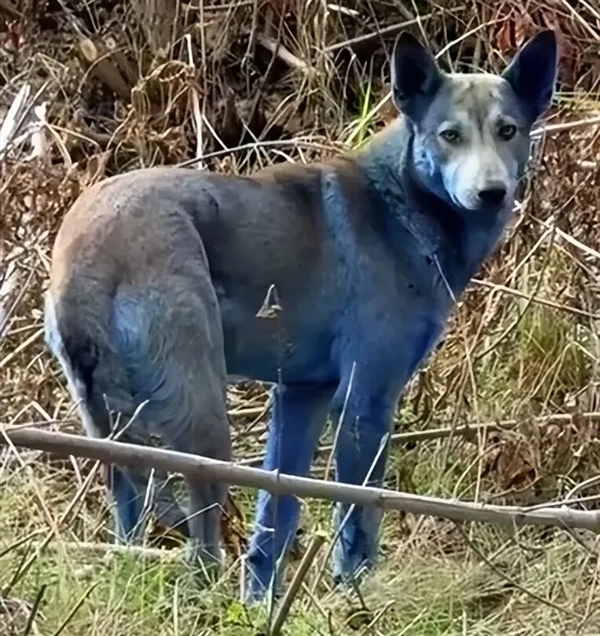 切尔诺贝利惊现蓝色毛发流浪狗 真相揭开：不是核辐射引发变异