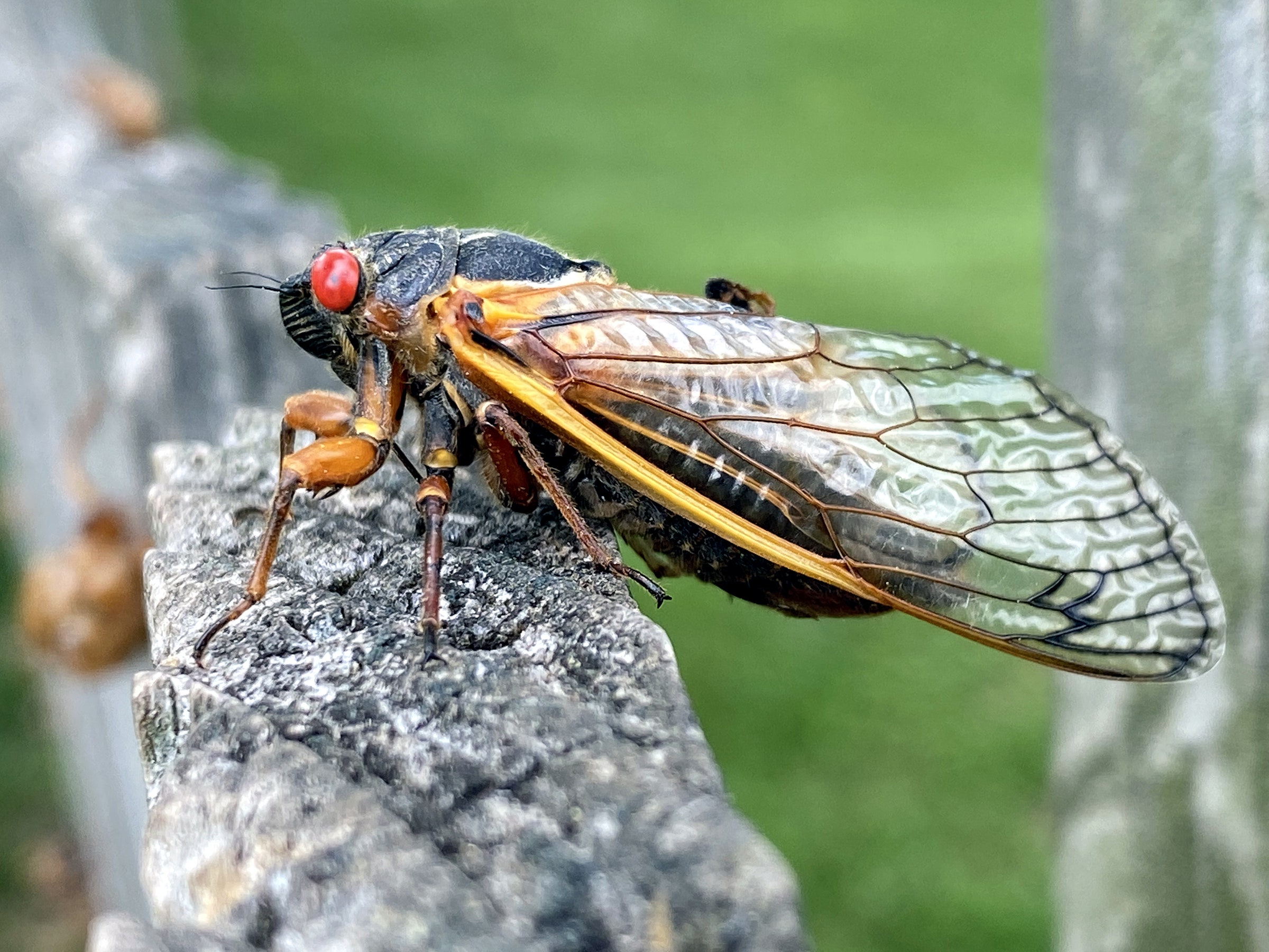 Photo of a periodical cicada