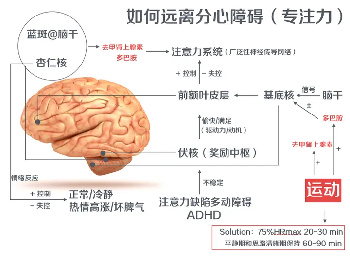 内脏脂肪的隐藏危险 以及如何减少它